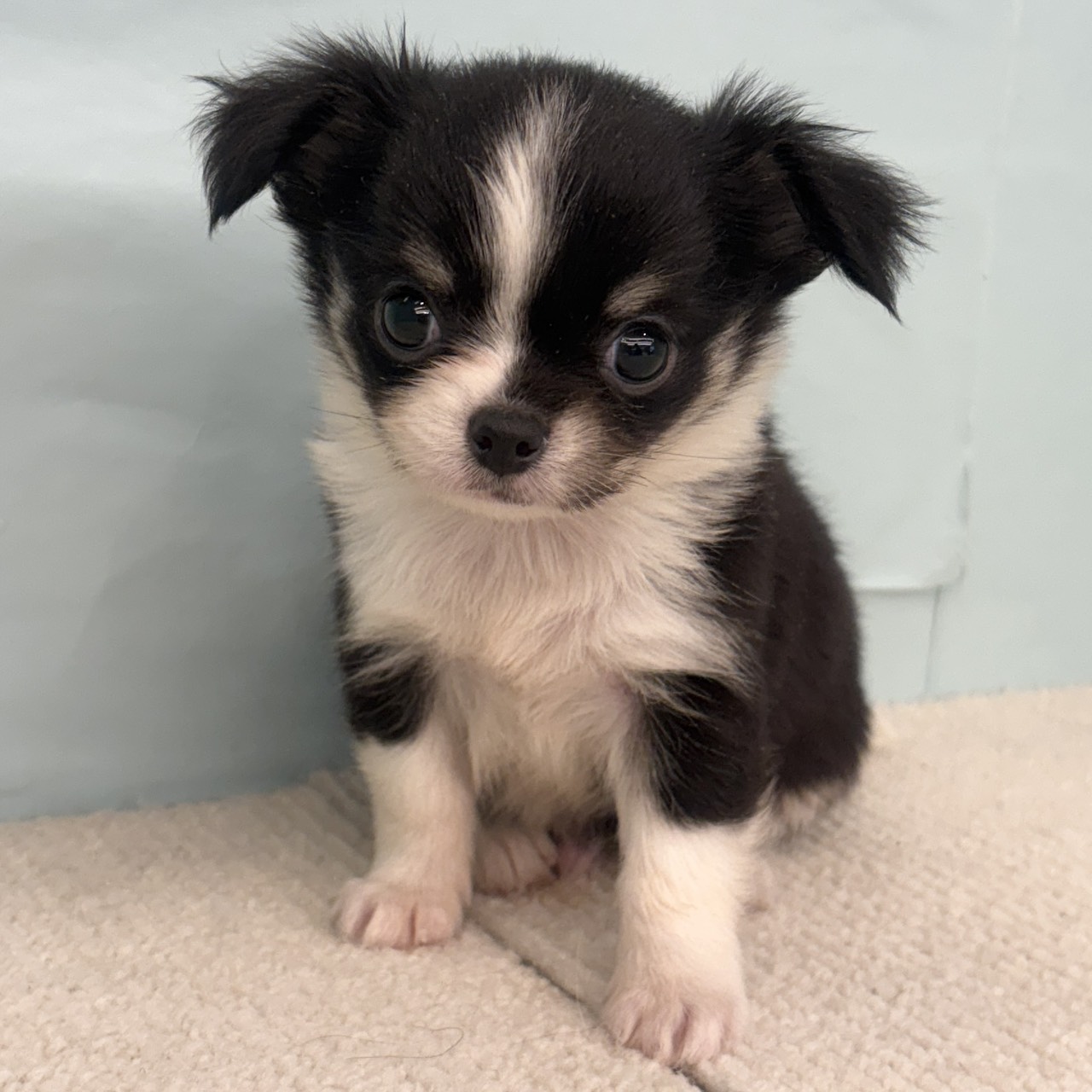 ちょっぴり緊張気味のチワワくん🐶 ペットショップ犬の家＆猫の